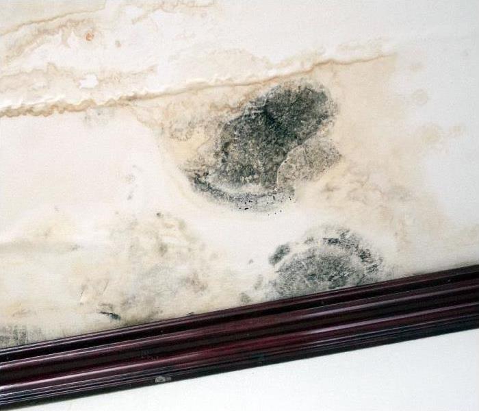 mold growing on wall after water leak